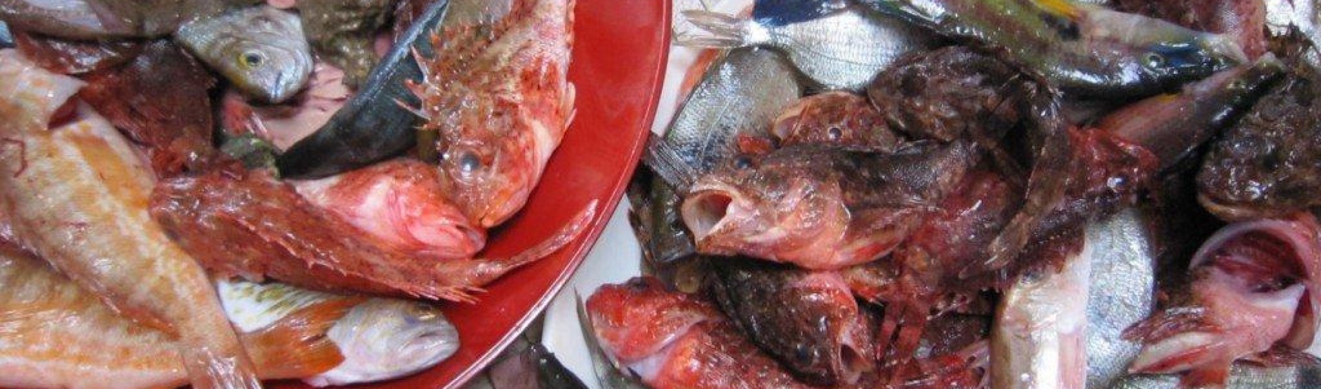 les poissons de bouillabaisse