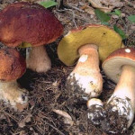 cepes